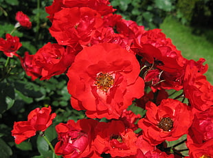 photo of red flowers