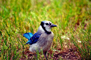 blue and white bird on green grass field HD wallpaper