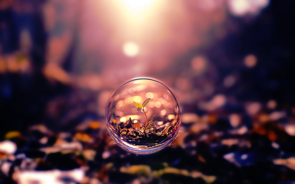 selective photo of green seedling HD wallpaper