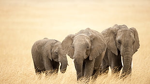 three elephants surrounded by brown grass field
