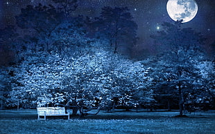 brown wooden park bench near tree during full moon