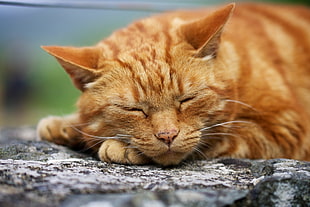 orange tabby cat sleeping on gray concrete surface