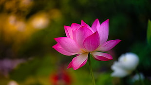 selective photography of pink Lotus flower