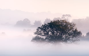 green leaf tree, trees