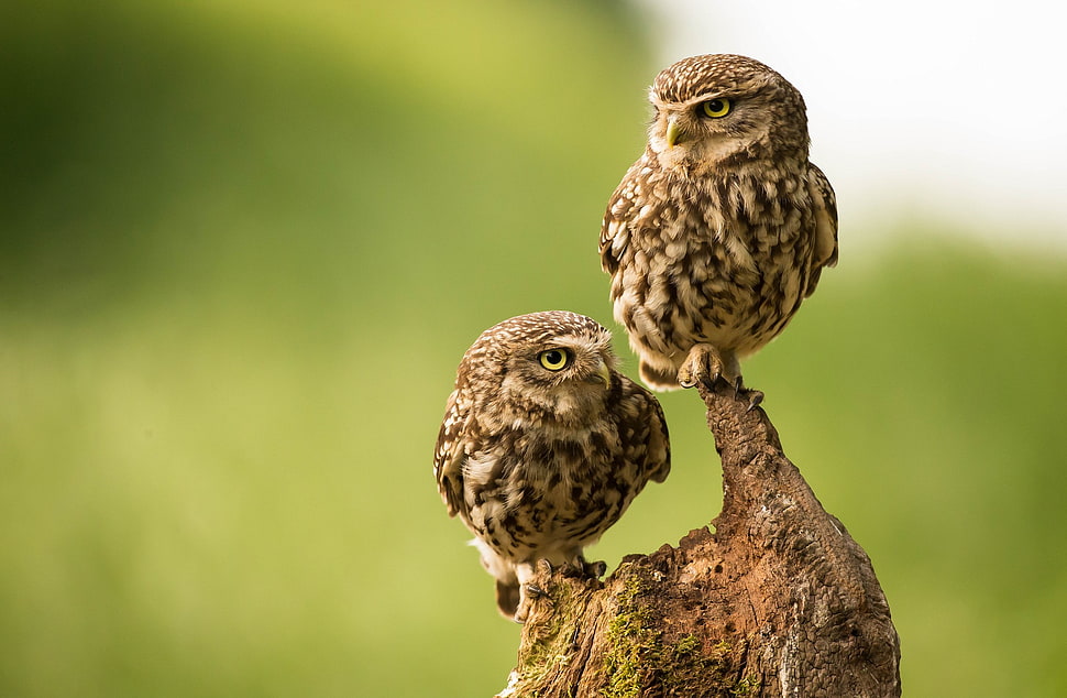 two brown birds on tree branch HD wallpaper