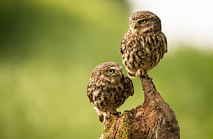 two brown birds on tree branch