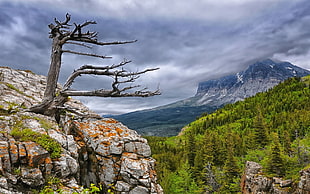 bare tree on mountain cliff