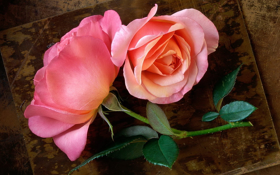 selective focus photography of pink roseee HD wallpaper