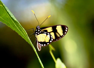 yellow and black butterfly, brazil