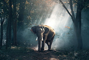 brown elephant standing surrounded by trees