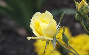 yellow rose, flowers, rose, yellow flowers, plants