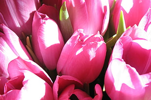 pink Tulips closeup photography HD wallpaper