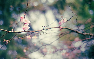 pink flowers and brown branch, flowers, nature, depth of field, twigs
