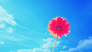 low angle photo of red flower, flowers, sky
