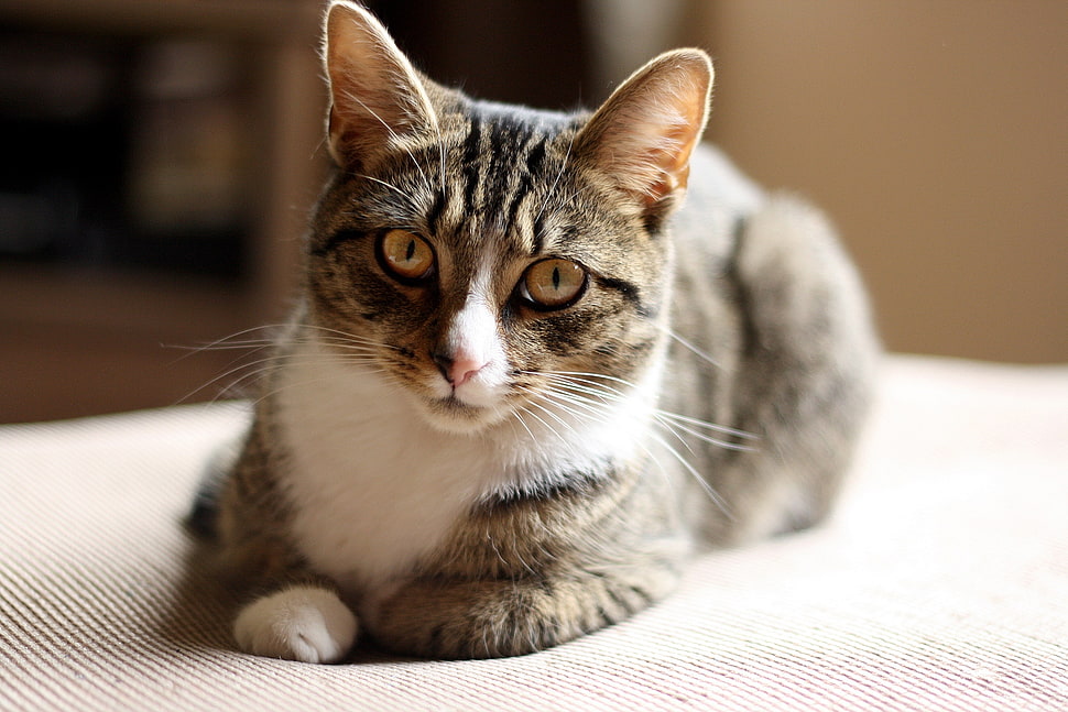 brown tabby cat HD wallpaper