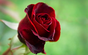 red rose, flowers, rose, red flowers, plants