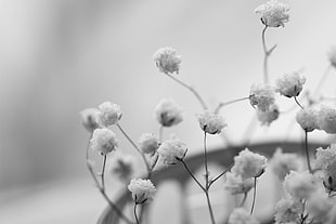 grayscale photo of baby's-breath flower