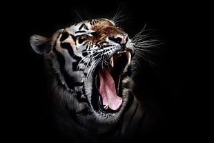 close up photography of tiger HD wallpaper