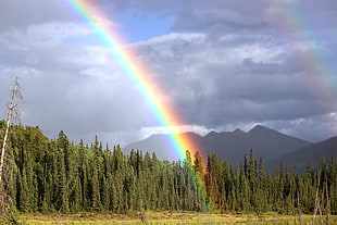 photo of field with rainbow