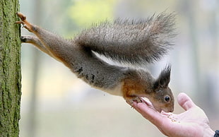 selective photography of squirrel eating food on human right palm