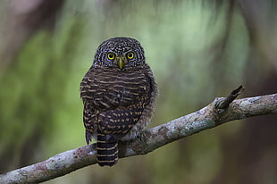 black owl on top of gray tree branch