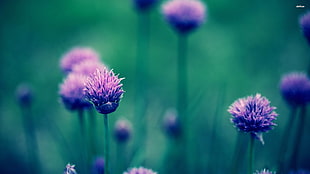 purple petaled flowers, flowers, purple flowers, depth of field