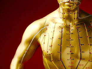 human anatomy HD wallpaper