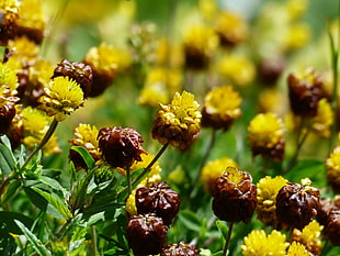 field of yellow and brown petaled flowers with green leaf