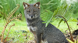 grey fox near green fern