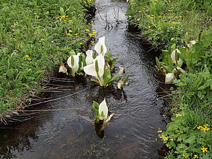 white lily flower on water during daytime