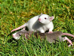 white and brown mice on green grass