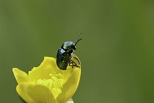 green June beetle on yellow petaled flower during daytime