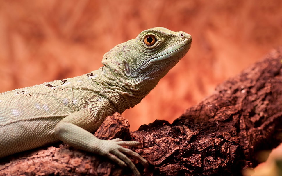 selective focus photography of green lizard HD wallpaper