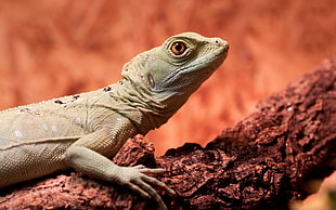 selective focus photography of green lizard