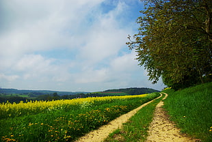 yellow rapeseed field beside a pathway with trees at daytime