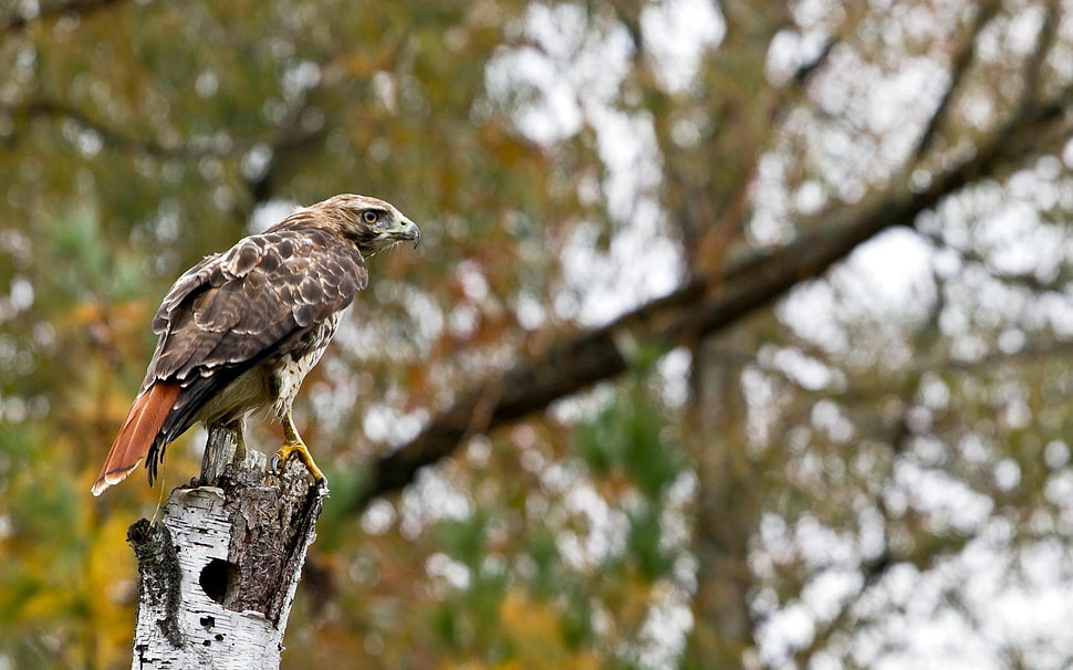 brown bird on tree trunk HD wallpaper