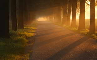 brown wooden bed frame with mattress, road, trees, sun rays, grass