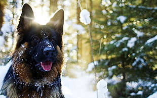 closeup photography of black and tan dog beside green trees during daytime