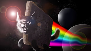 Nyan cat, Nyan Cat, digital art, space art, cat HD wallpaper