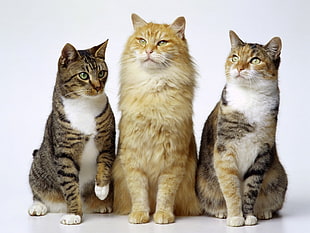 three assorted color cats HD wallpaper
