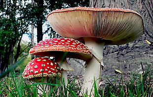 red mushroom between two large and small mushrooms on green grasses near tree