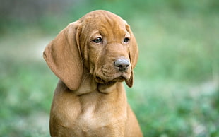 brown Vizsla puppy