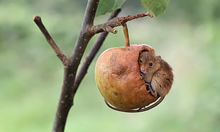 brown fruit, apples, mice, nature, animals