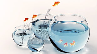 clear glass fish bowls, fish, aquarium, water, goldfish