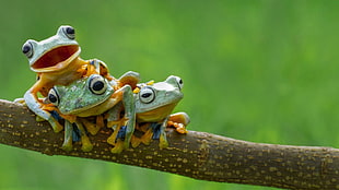 three green-and-orange frogs, nature, frog, amphibian, animals HD wallpaper