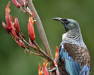 Closeup photography of blue and brown Sunbird perching on branch, tui