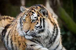 adult orange and black tiger