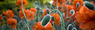 green plant bud close-up photo