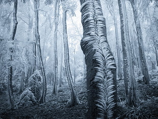 black tree bark, trees, forest, frost, winter HD wallpaper