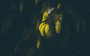 photo of green leaf tree